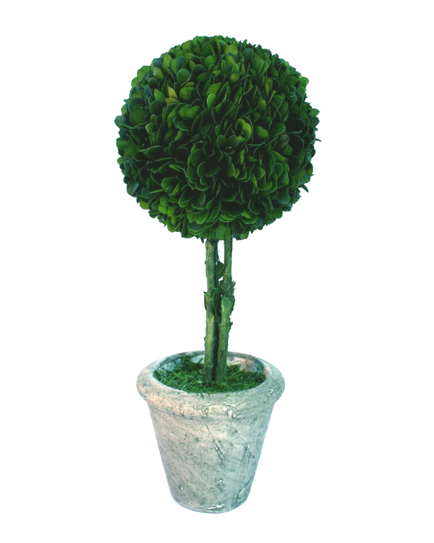 Mills Floral 12in Boxwood Topiary