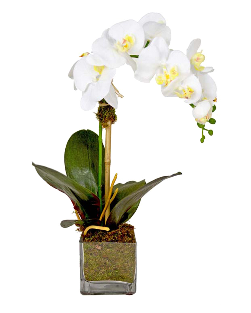 Creative Displays White Orchid Floral Arrangement