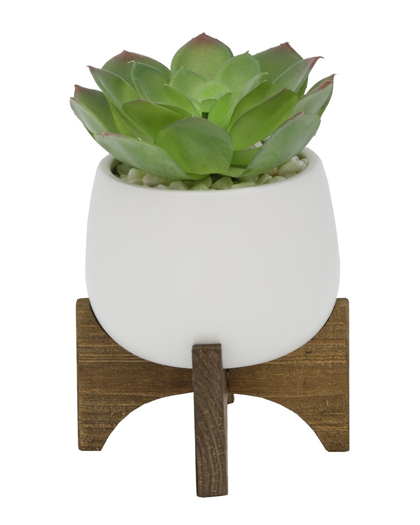 Flora Bunda Succulent In 4.5in Matte White Ceramic Planter On Wood Stand In White