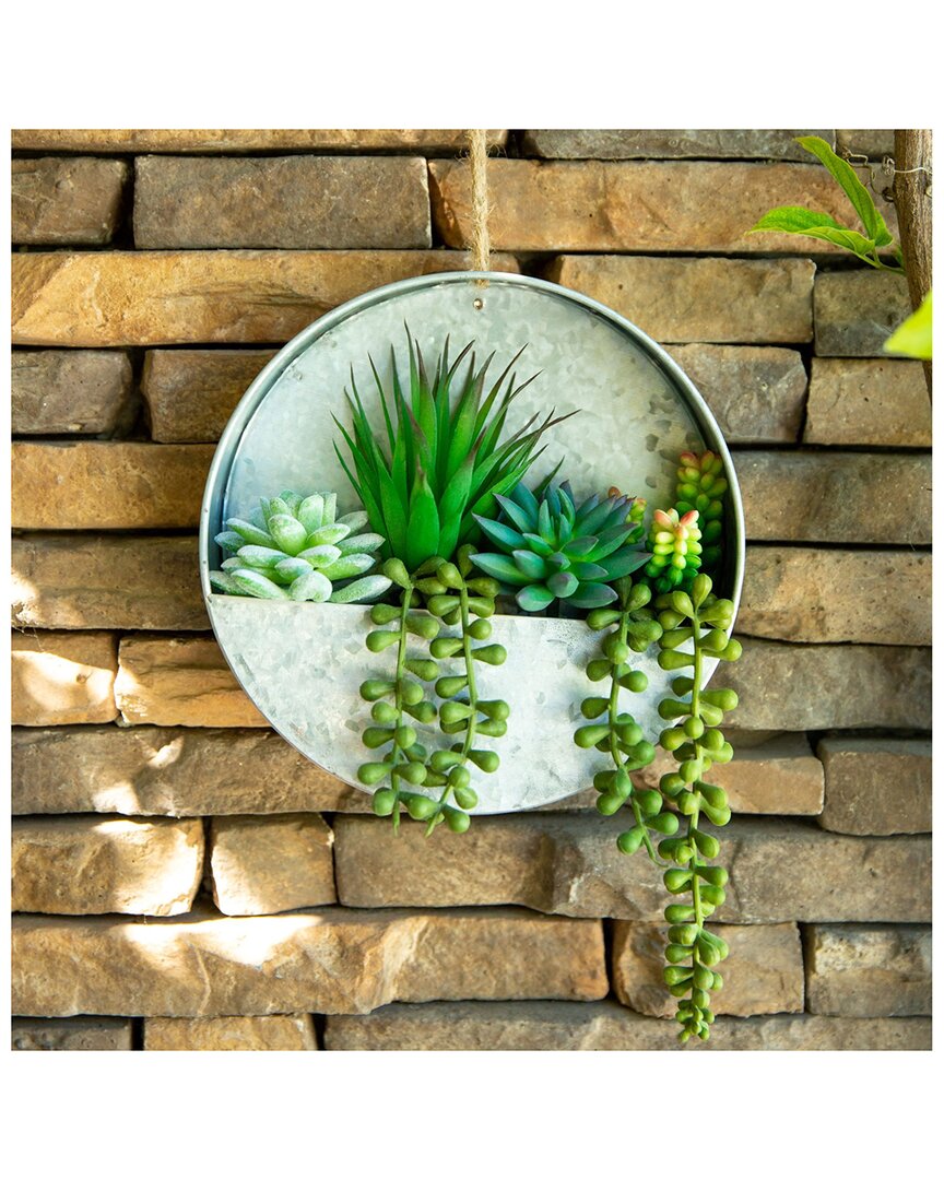 Flora Bunda Succulent In 8in Hanging Galvanised Tin Wall Planter In Grey