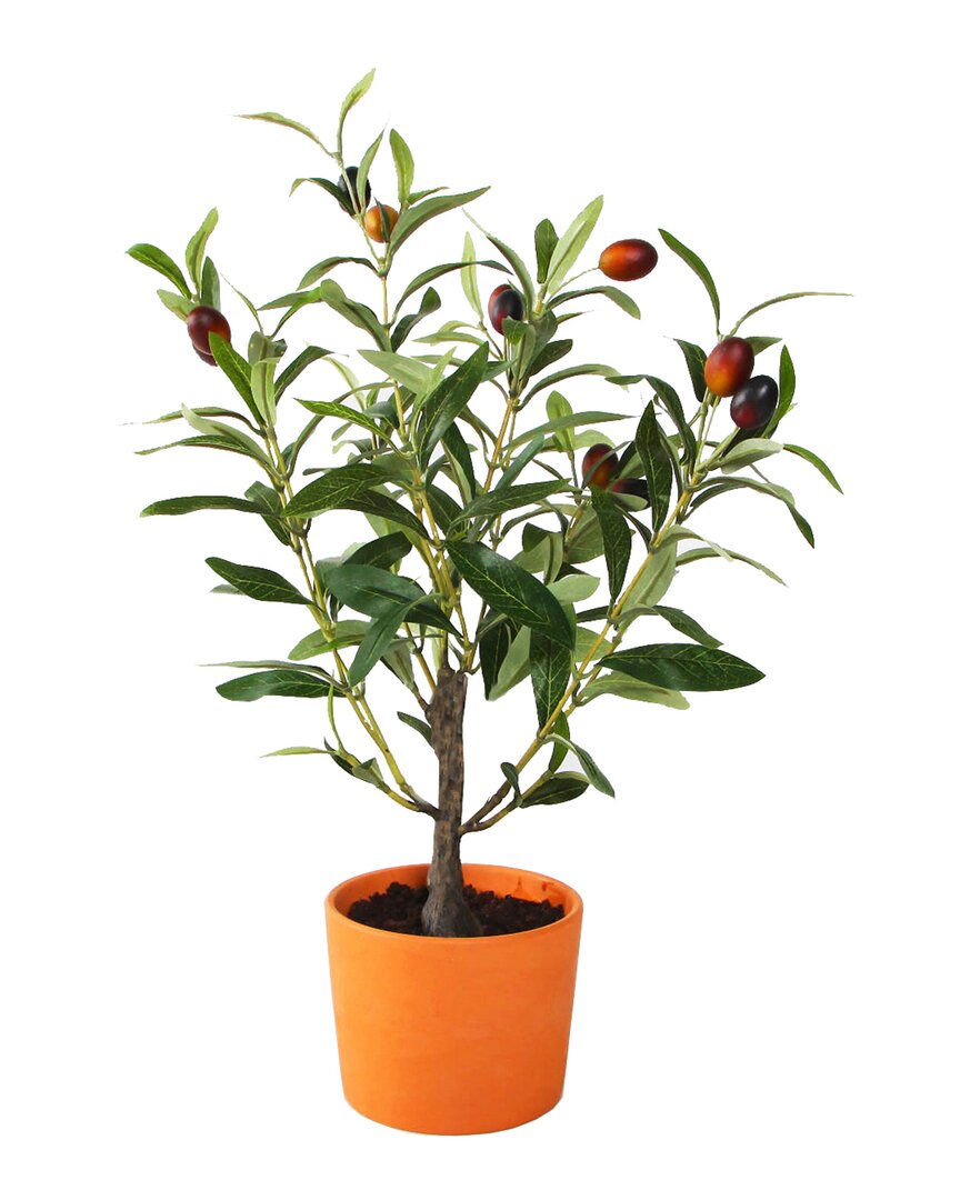Flora Bunda 18in Olive Tree In Clay Pot In Orange