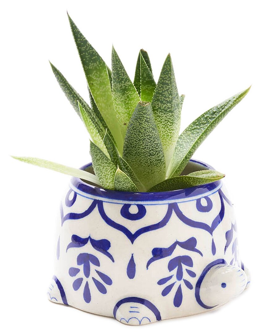 Matr Boomie Lalita Mama Turtle Succulent Planter
