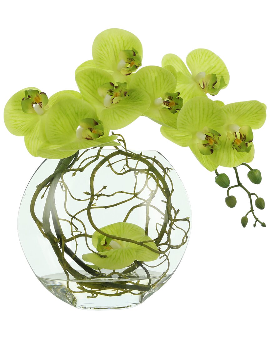 Creative Displays Green Orchid With Vine Floral