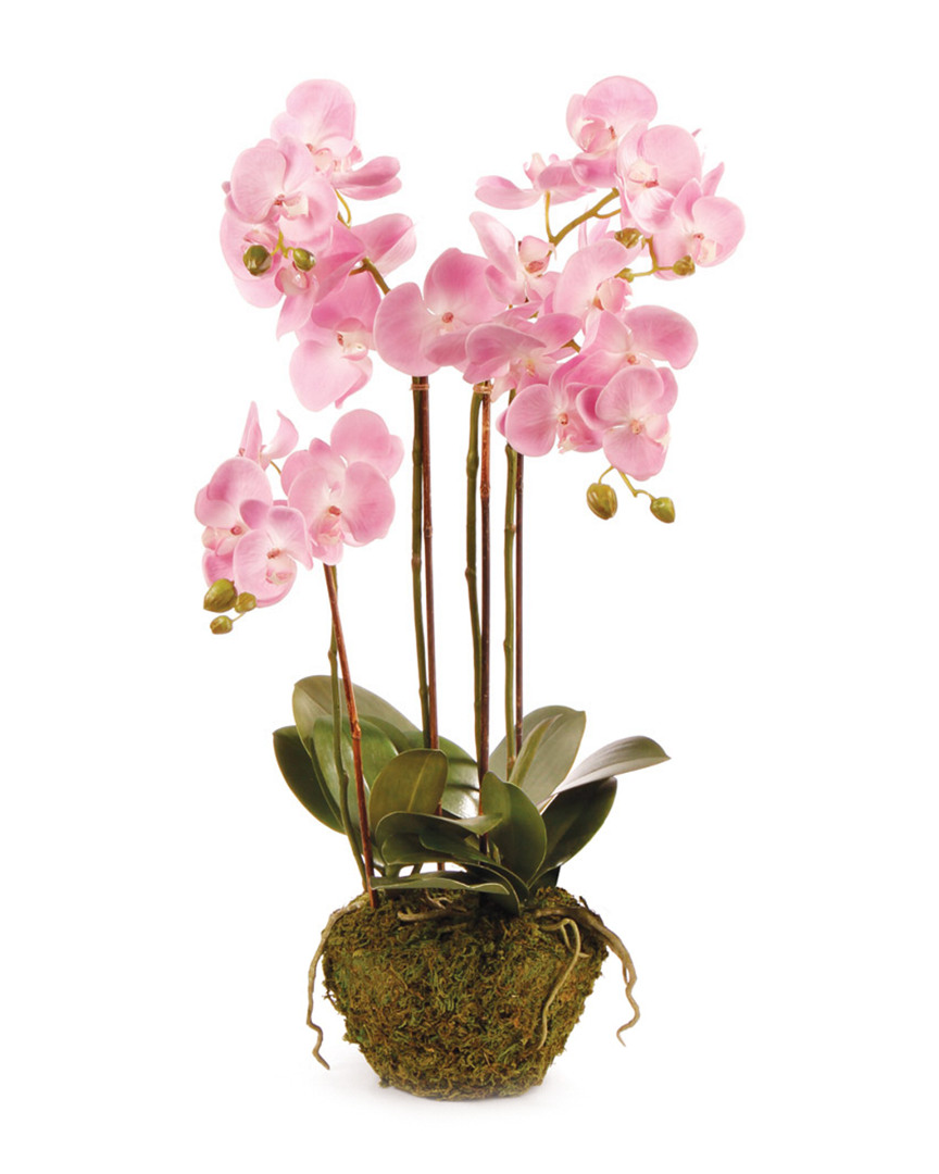 Napa Home & Garden Cc 30in Phalaenopsis Pink Drop In