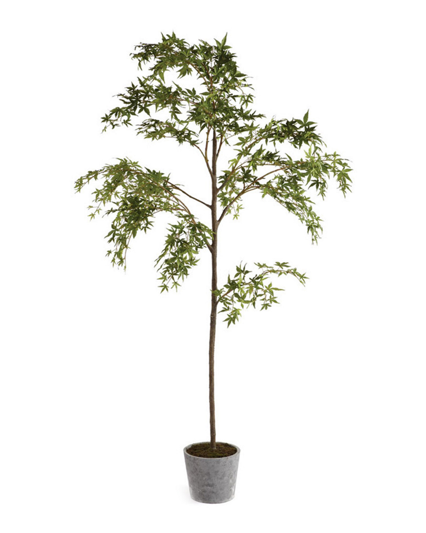 Napa Home & Garden 7ft Maple Tree Potted