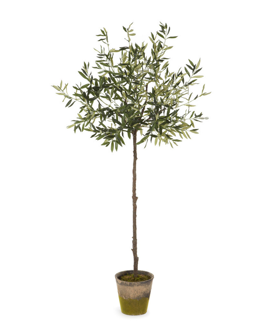Napa Home & Garden 69in Olive Tree In Moss Planter