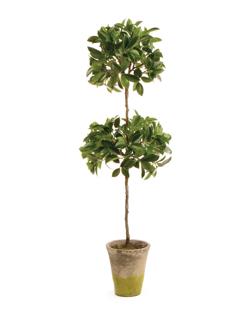 Image of Napa Home and Garden '' Ficus Double Topiary Potted