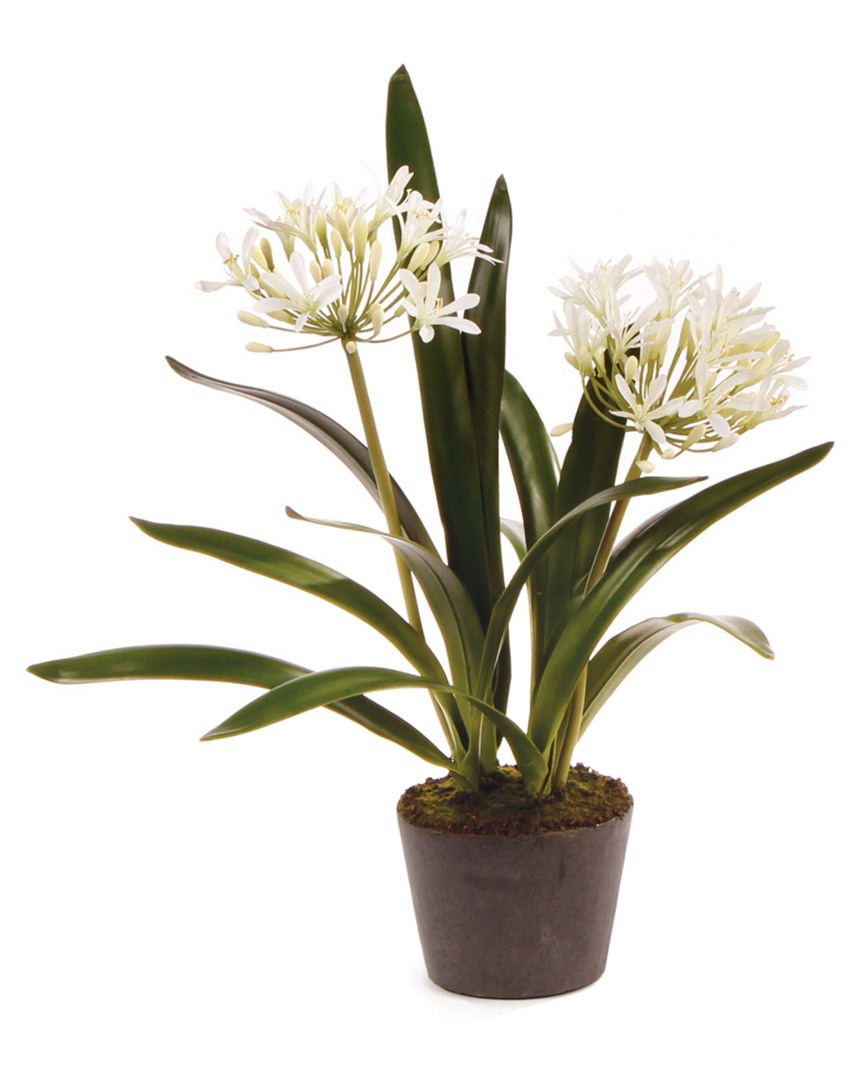 Napa Home & Garden 23in Agapanthus Drop-in Planter