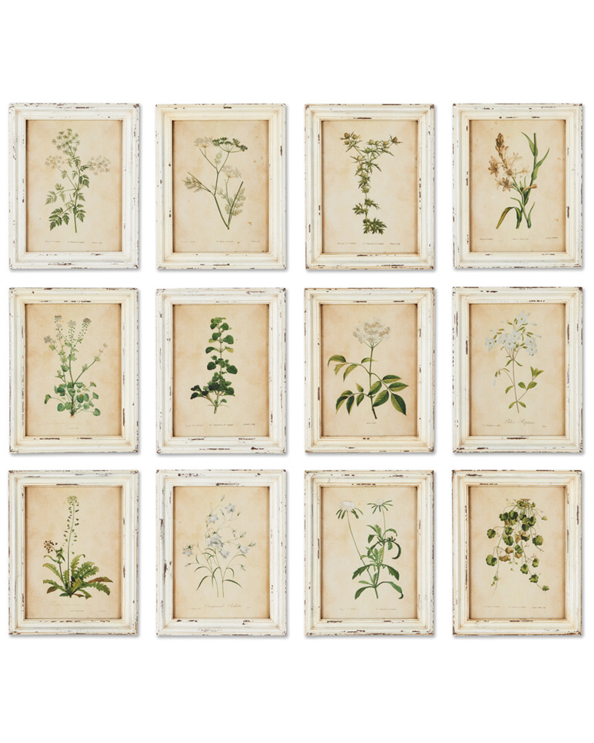 Napa Home & Garden Set Of 12 Framed Wild Flower Botanical Prints