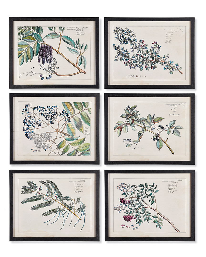 Napa Home & Garden Set Of 6 Berry Branch Botanical Study