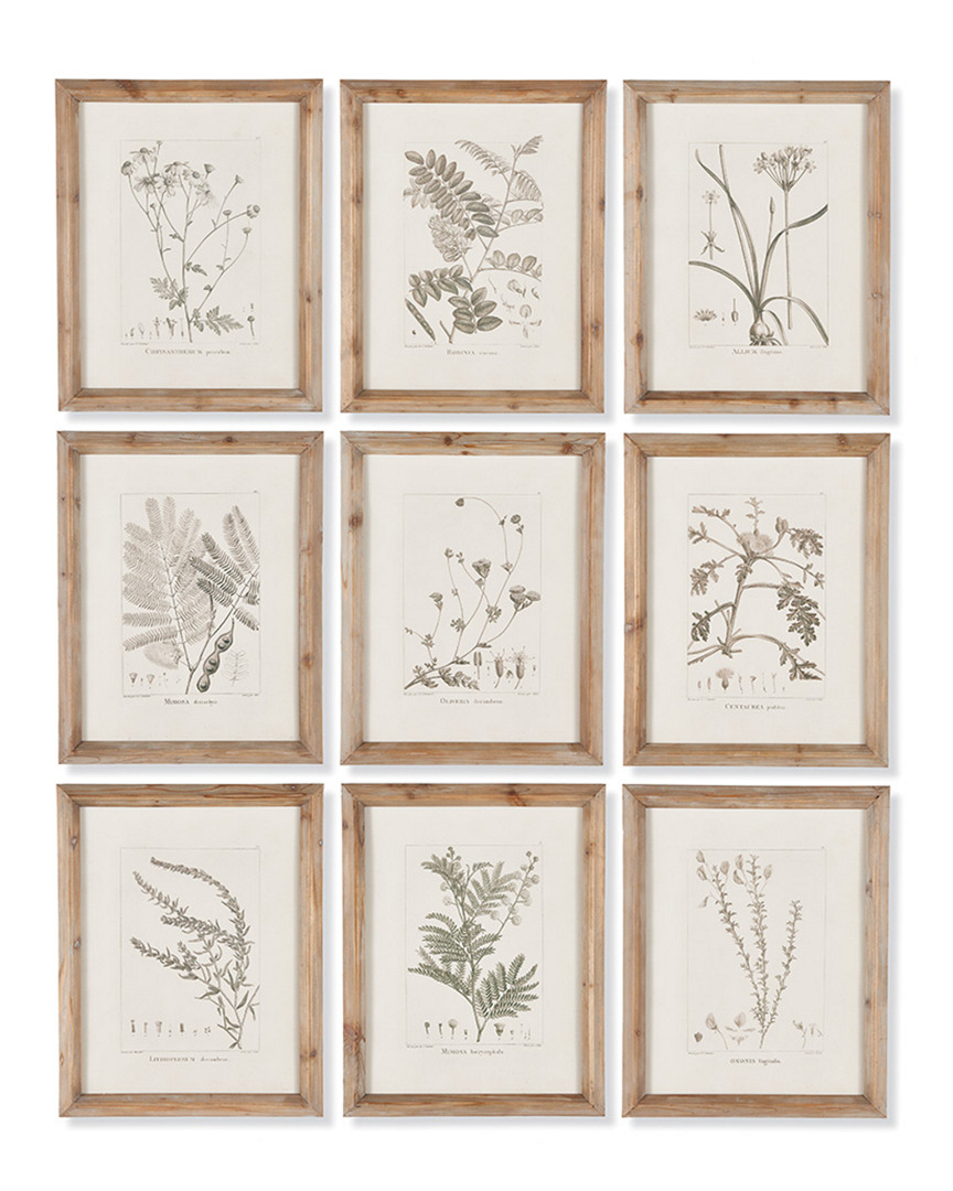 Napa Home & Garden Set Of 9 Botanical Illustrations