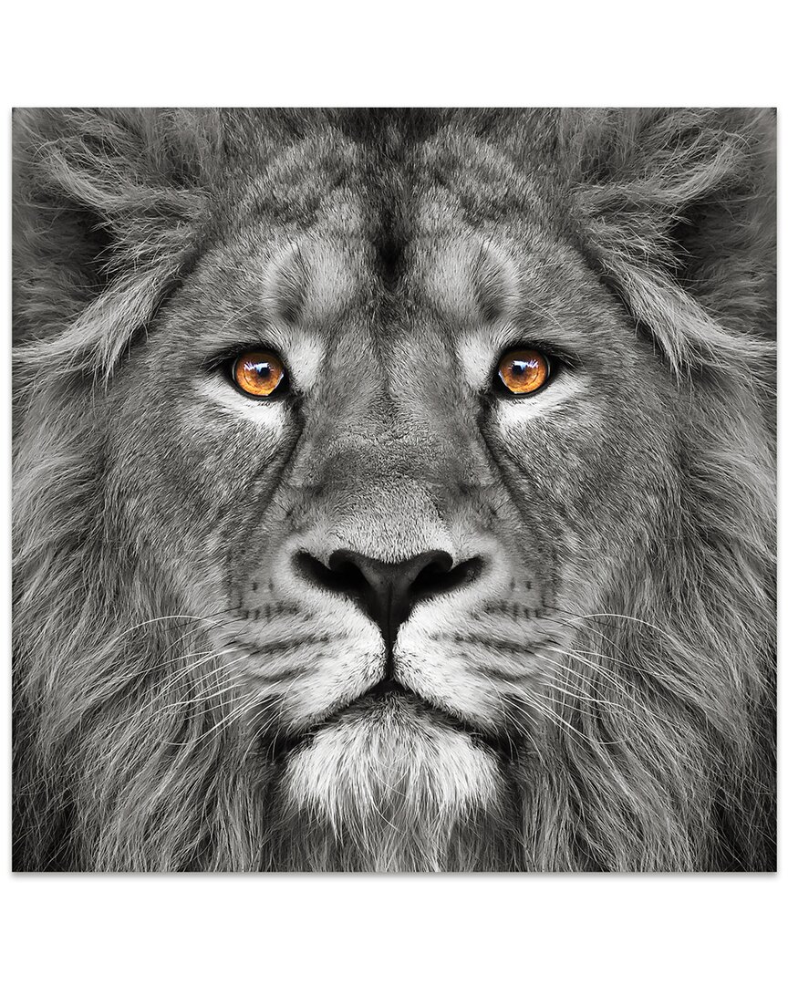 Empire Art Direct King Of The Jungle Lion Frameless Free Floating Tempered Glass Panel Graphic Wall Art In Multi