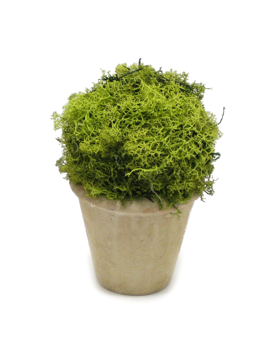 Image of Bougainvillea Reindeer Moss Topiary Ball Ceramic Container