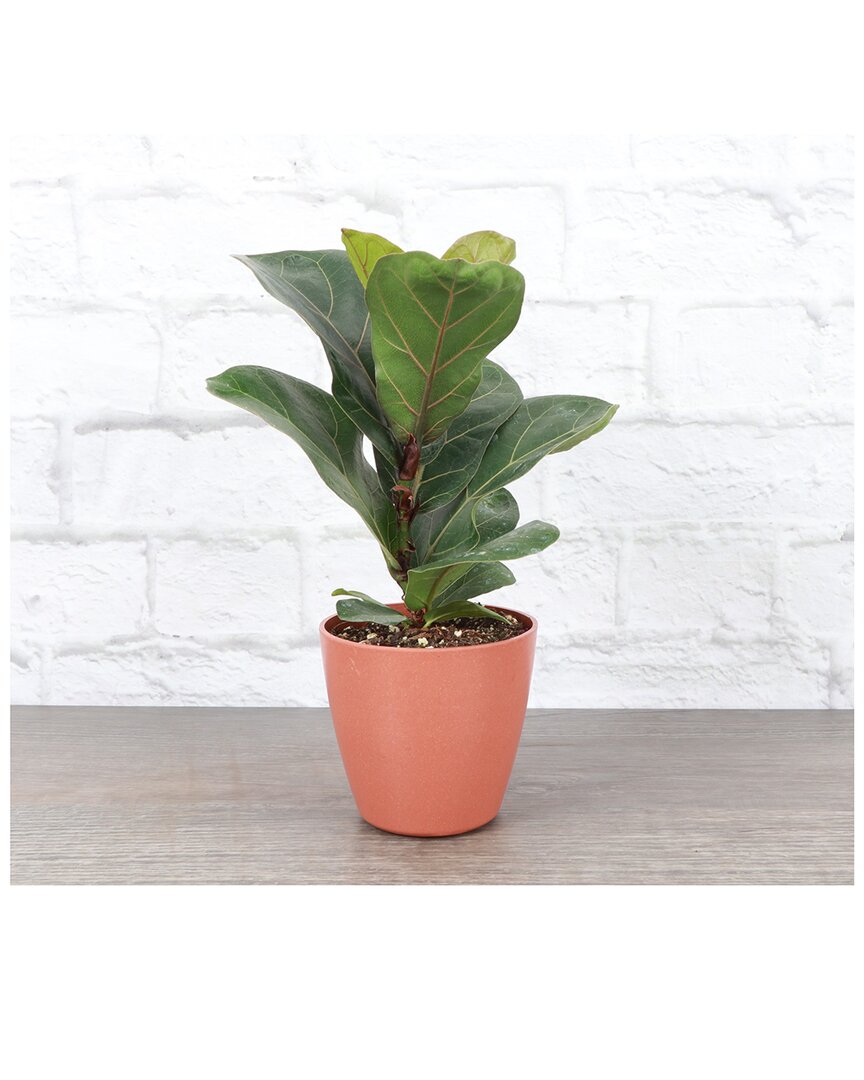 Thorsen's Greenhouse Live Fiddle Leaf Fig In Red