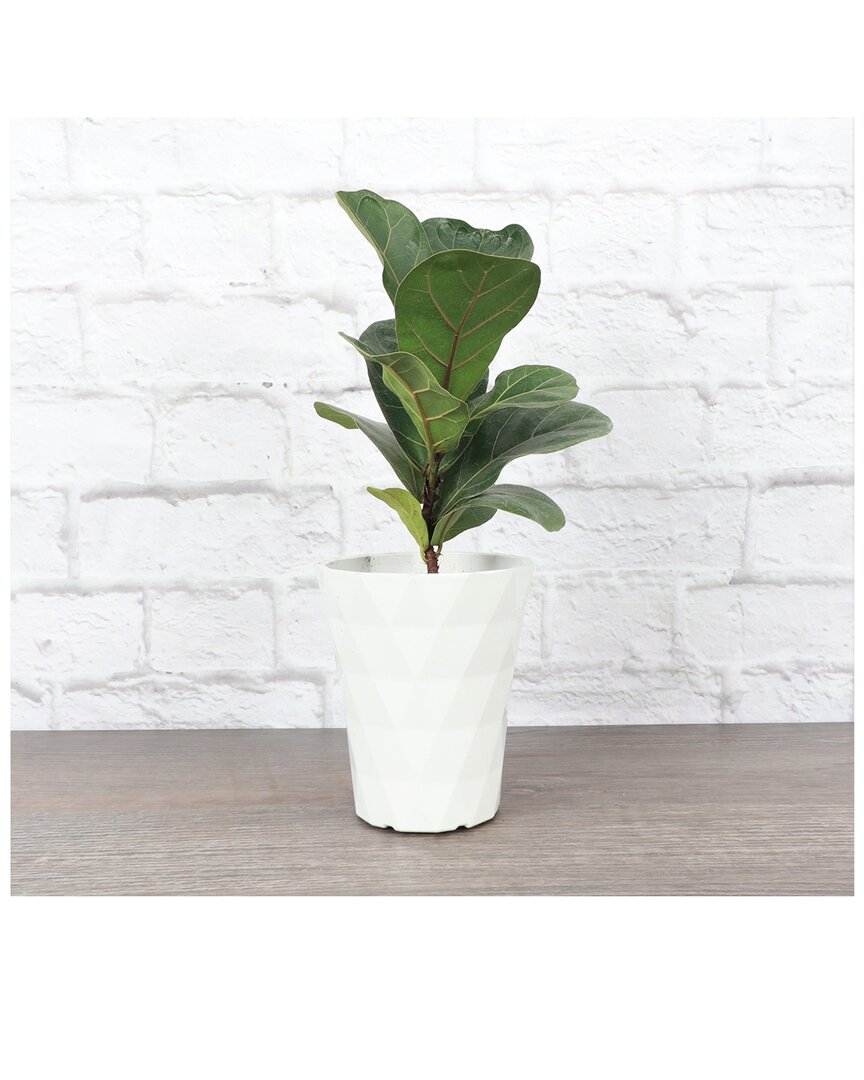 Thorsen's Greenhouse Live Fiddle Leaf Fig In White