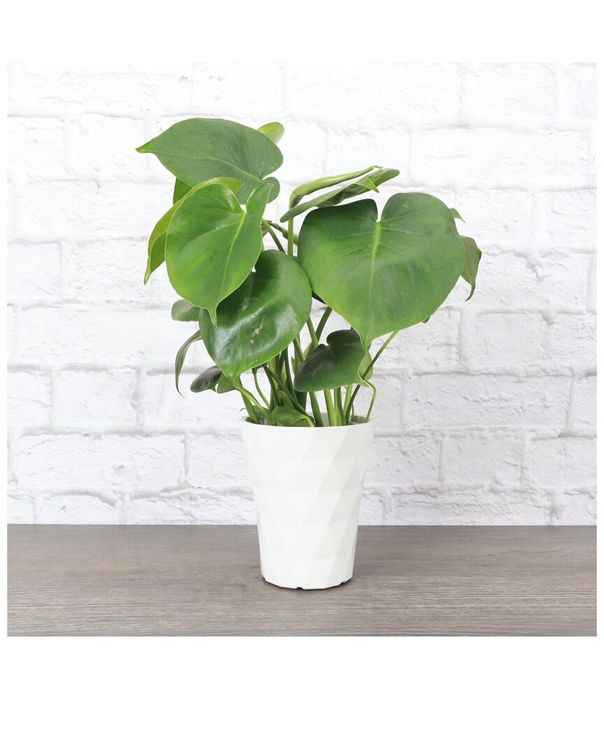 Thorsen's Greenhouse Live Philodendron Monstera In White Modern Planter