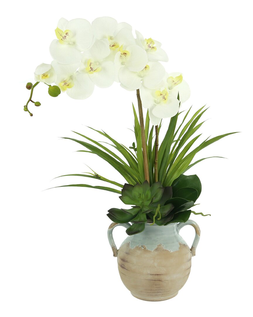 Creative Displays Orchid & Succulent In Ceramic Vase In White