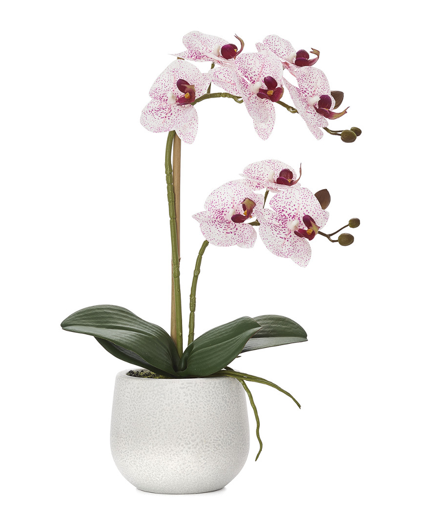 Torre And Tagus Phalaenopsis Potted 23in Triple Stem Orchid