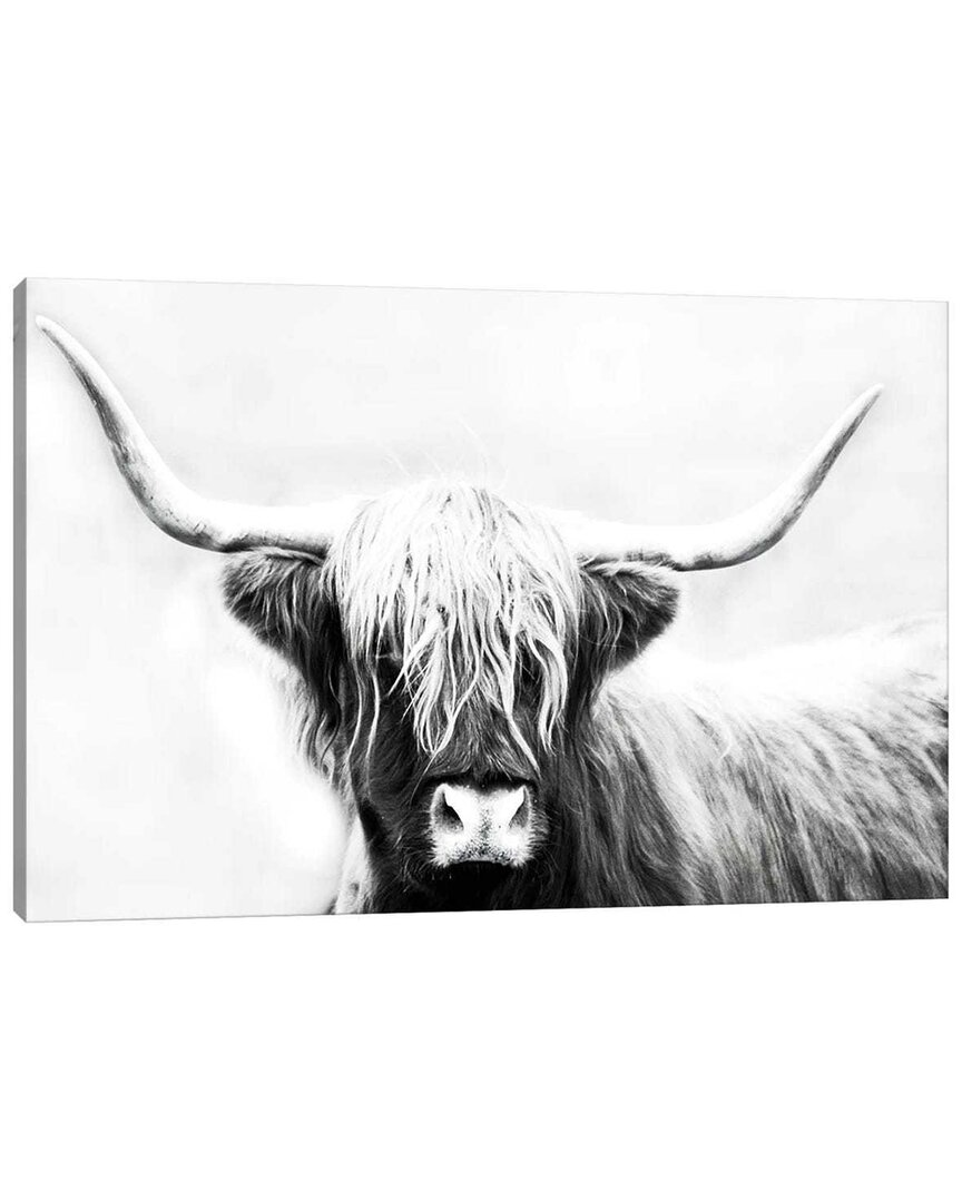 Icanvas Highland Longhorn By Danita Delimont Wall Art