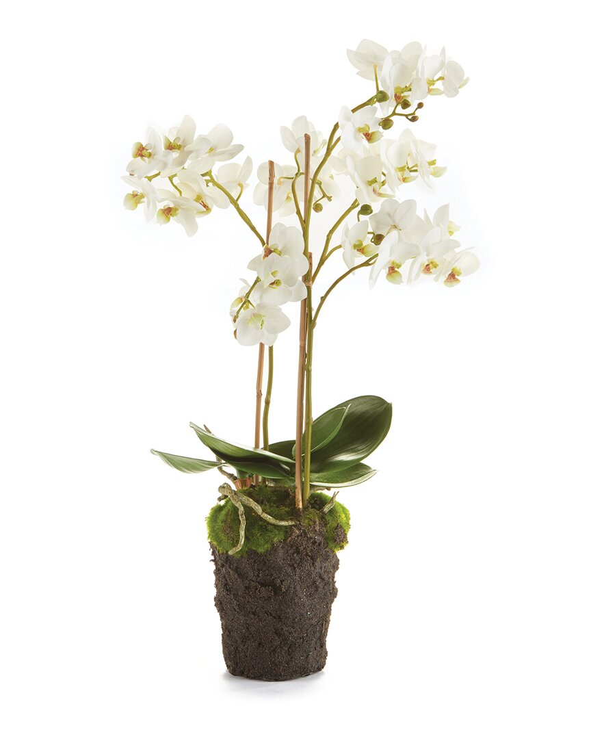 Napa Home & Garden 20in Phalaenopsis Orchid Drop-in In White