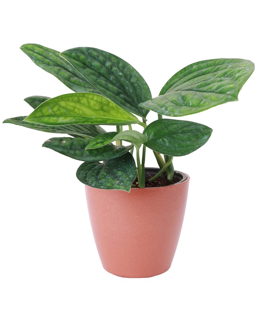 Thorsen's Greenhouse Live Monstera Peru Plant In Biodegradable Pot In Red
