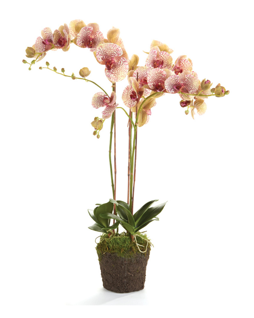 Napa Home & Garden Phalaenopsis Orchid Drop-in