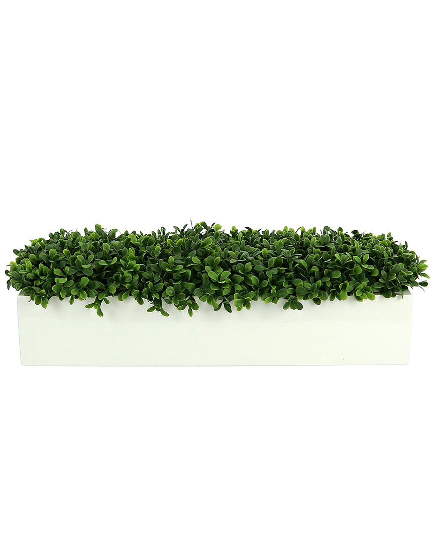 Creative Displays Boxwoods Arranged In A White Rectangular Planter In Green
