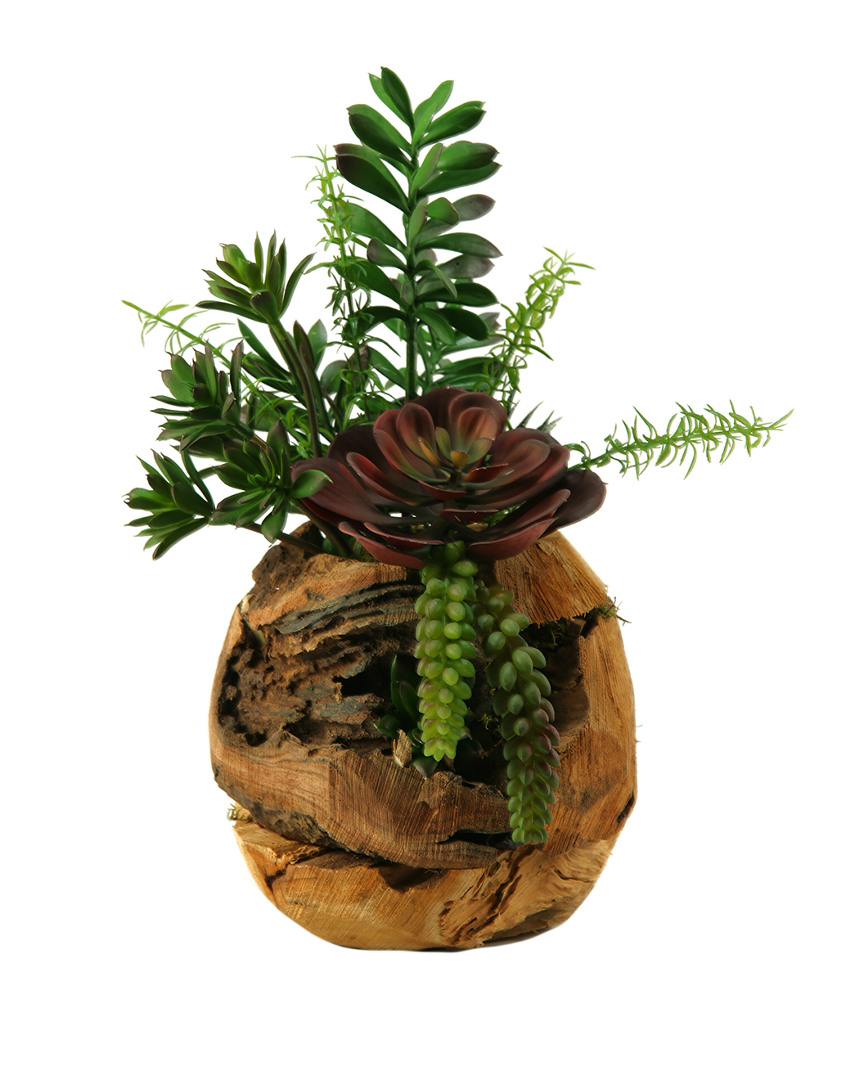 D&w Silks Jade Plant, Aloe, Echeveria And Mini Dracaena In Wooden Root Ball Planter