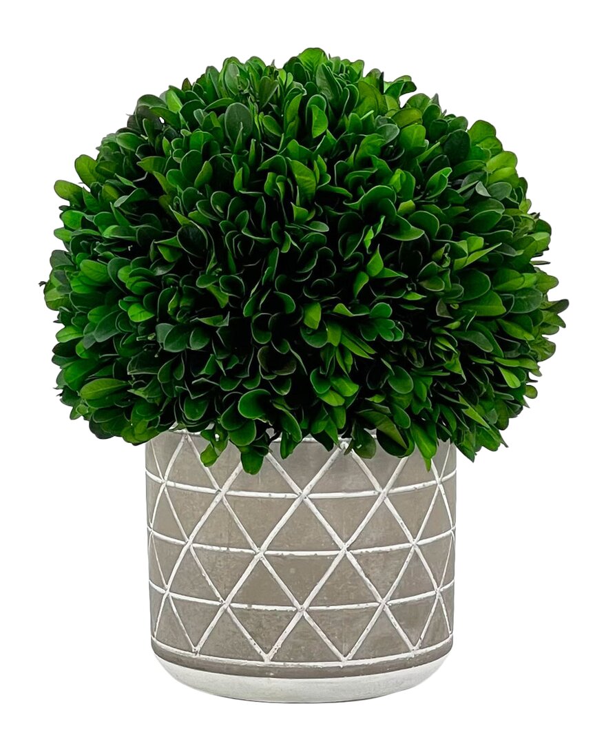 G.T. DIRECT CORPORATION GT DIRECT 9.5IN PRESERVED BOXWOOD TOPIARY IN CEMENT POT