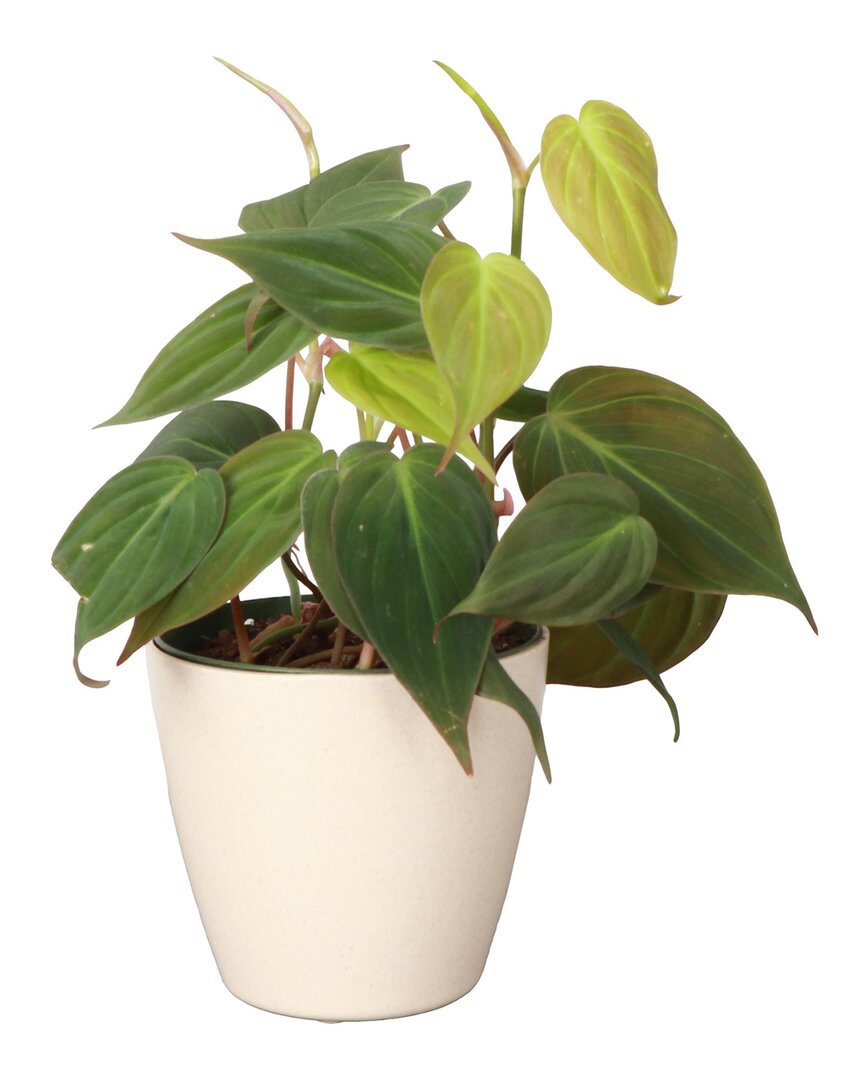 Thorsen's Greenhouse Live Philodendron Micans Plant In Biodegradable Pot In Beige