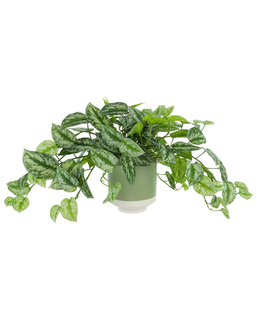 Creative Displays Scindapsus Plant In Ceramic Pot In Green