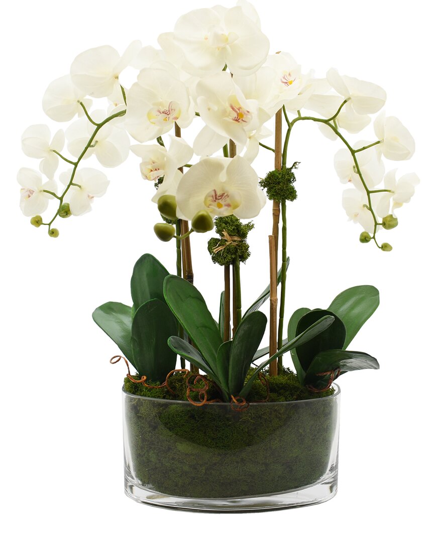 Creative Displays Orchid Arrangement In Glass Vase In White