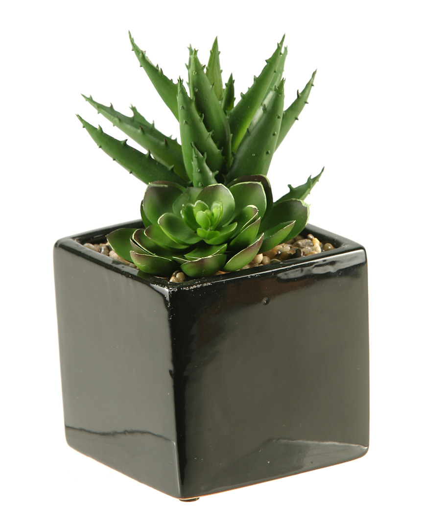 D&w Silks Echeveria And Aloe In Square Ceramic Planter