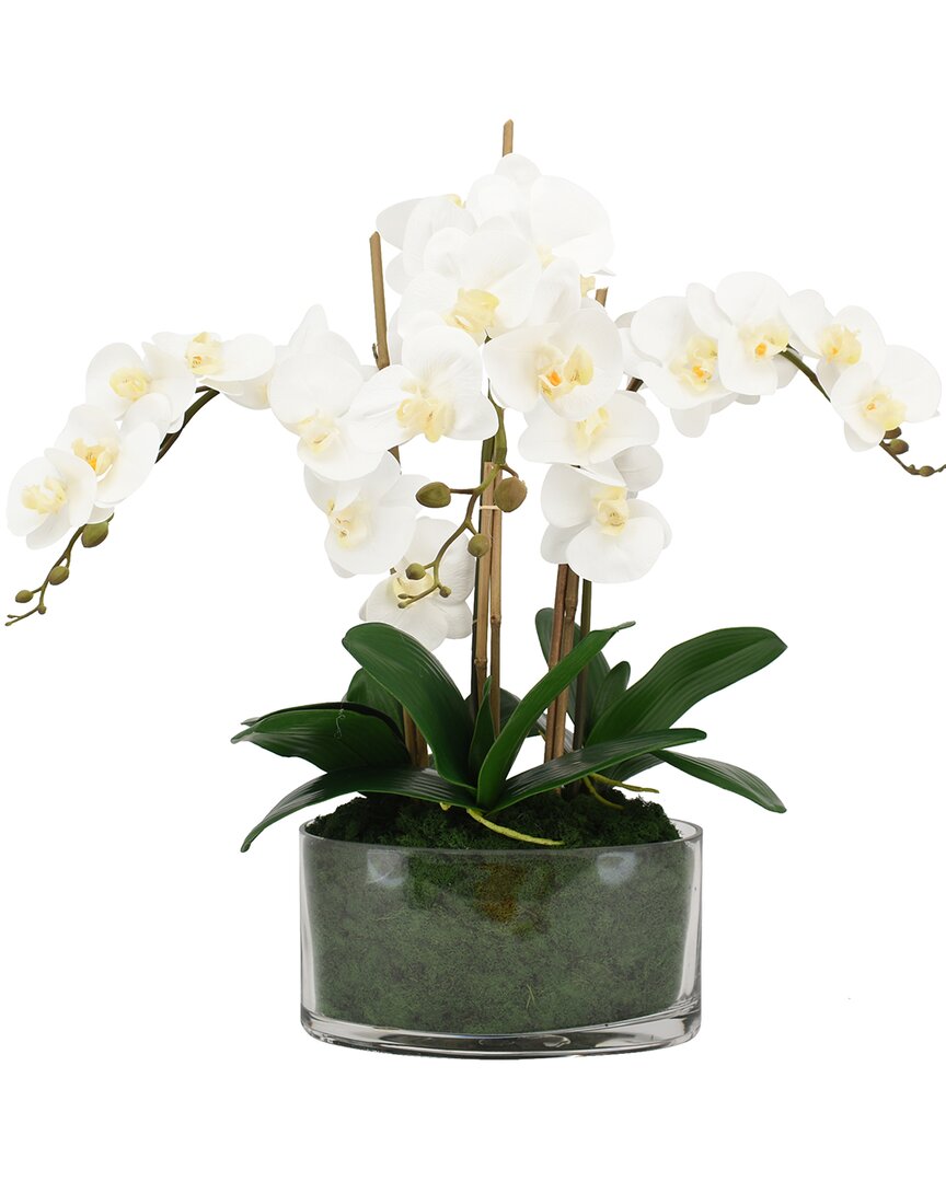 Creative Displays Orchids In Oblong Glass With Moss In White