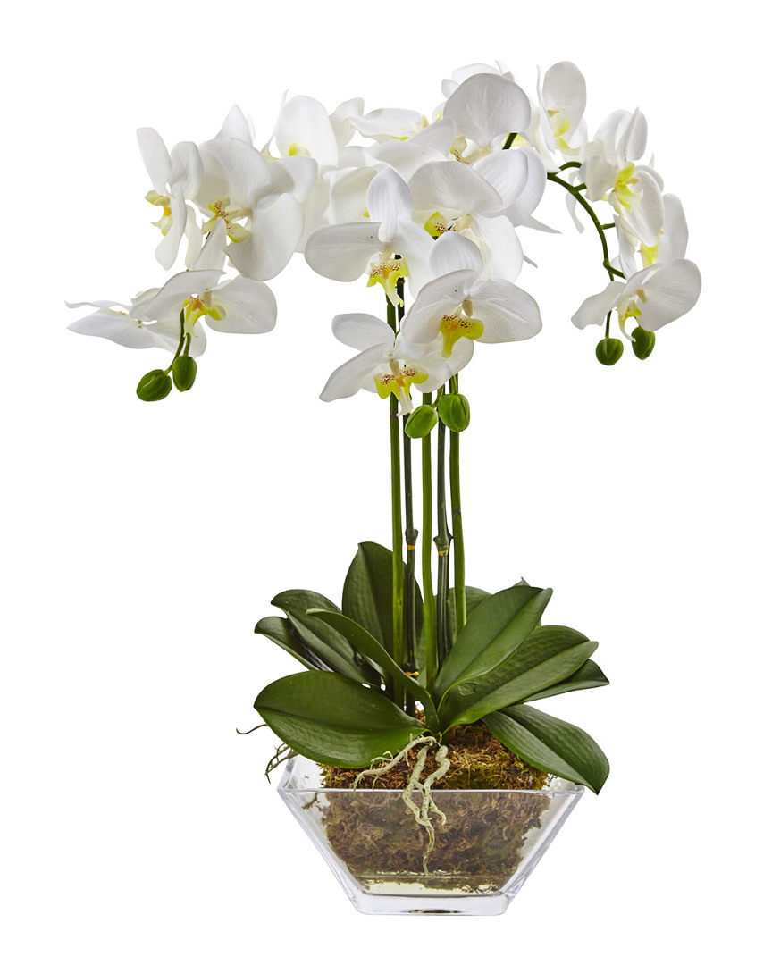NEARLY NATURAL NEARLY NATURAL TRIPLE PHALAENOPSIS ORCHID IN GLASS VASE