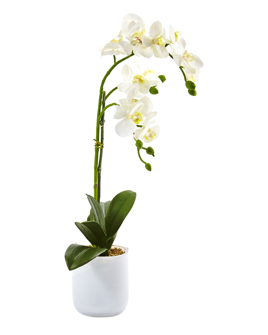 Nearly Natural Phalaenopsis In Frosted Glass