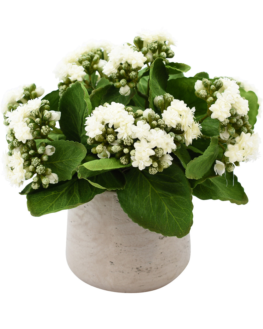Creative Displays White Kalanchoe Floral Arrangement