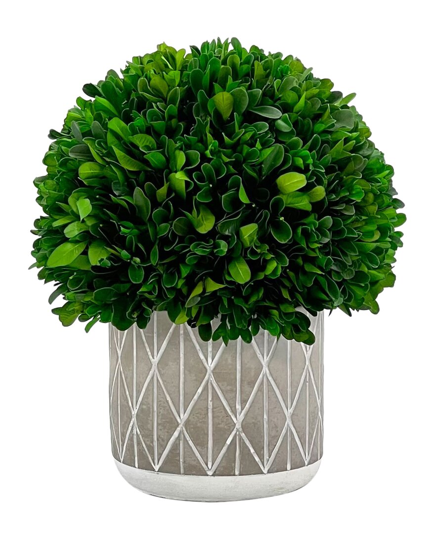 G.t. Direct Corporation Gt Direct 9.5in Preserved Boxwood Topiary In Cement Pot In Grey