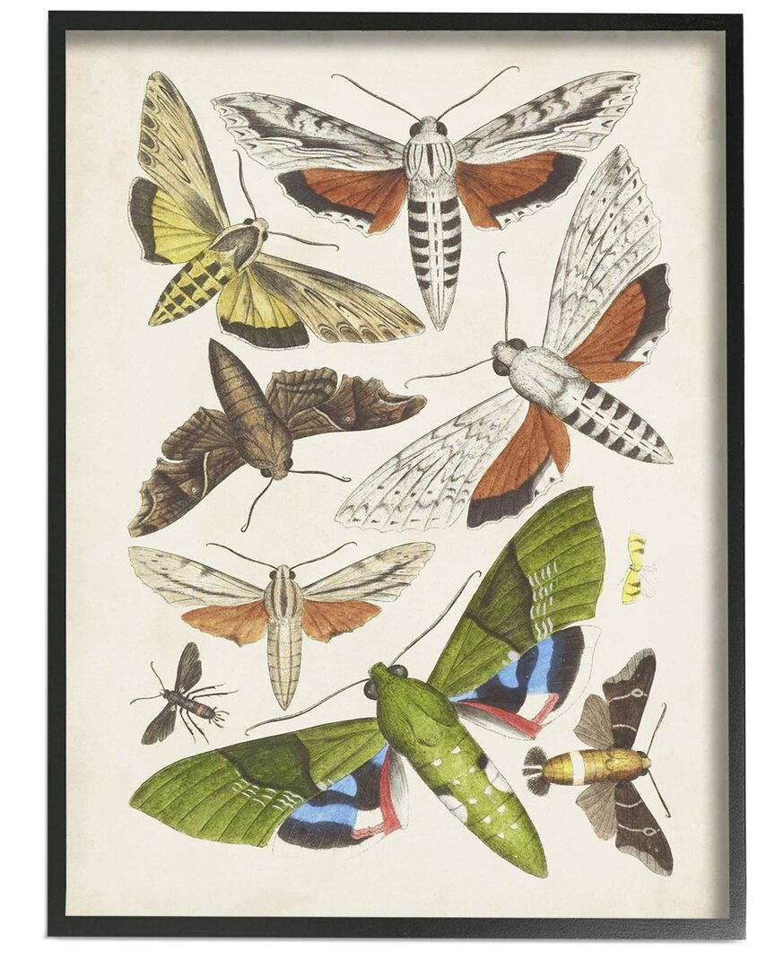 Stupell Mixed Insects Moth Latin Studies By World Art Group Wall Art