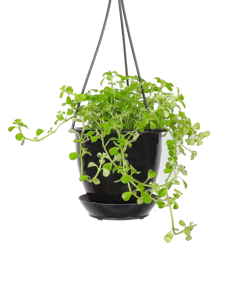Thorsen's Greenhouse Live Green Baby Tears Plant In Black