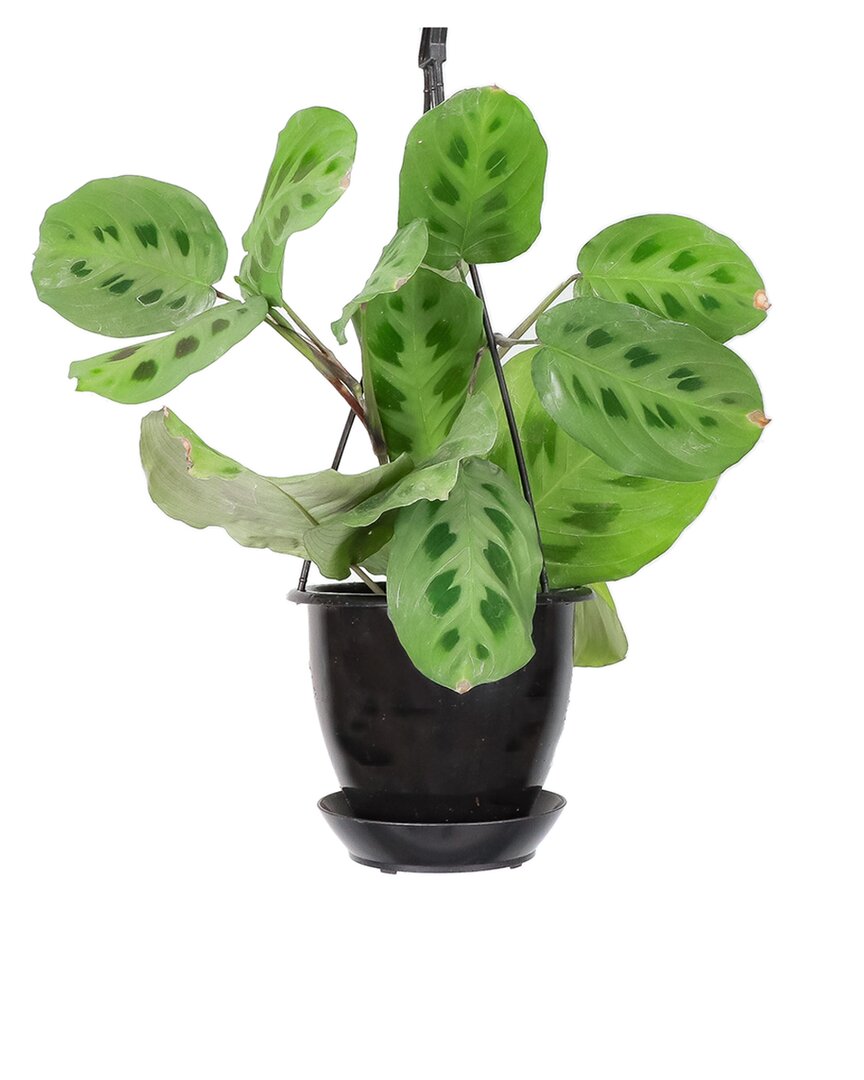 Shop Thorsen's Greenhouse Live Green Prayer Plant In Black