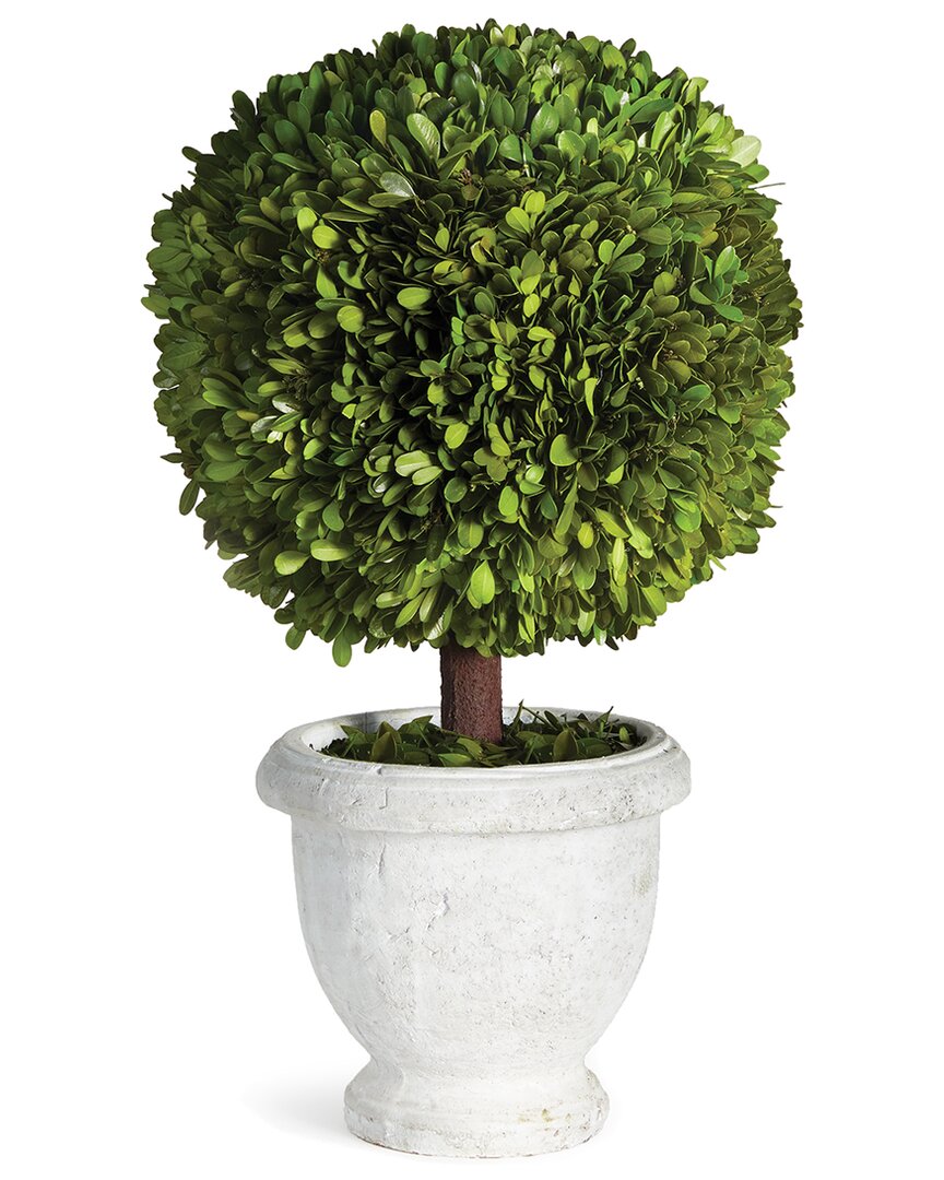 Napa Home & Garden Boxwood Single 11in Ball Topiary In Pot In Green