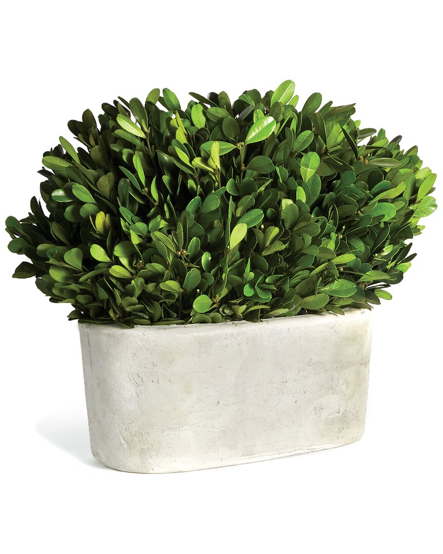 Napa Home & Garden Boxwood Bush In Oval Potin In Green