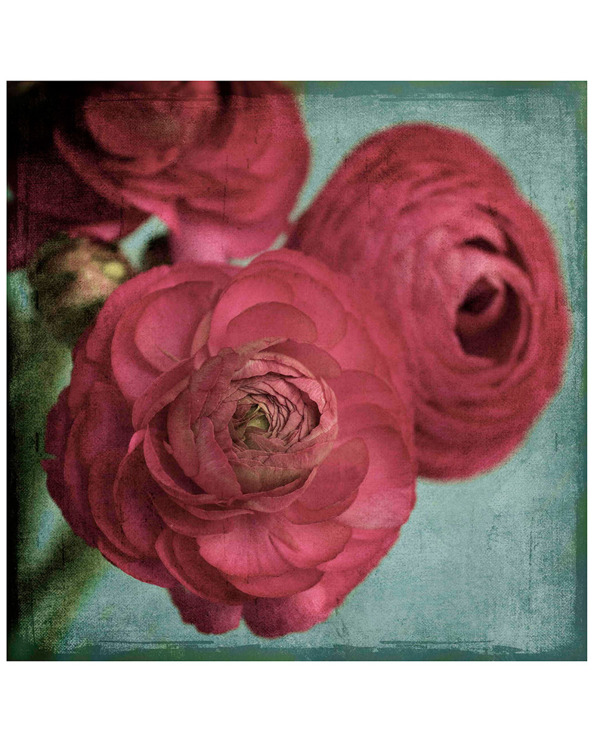 Marmont Hill Red Ranunculus