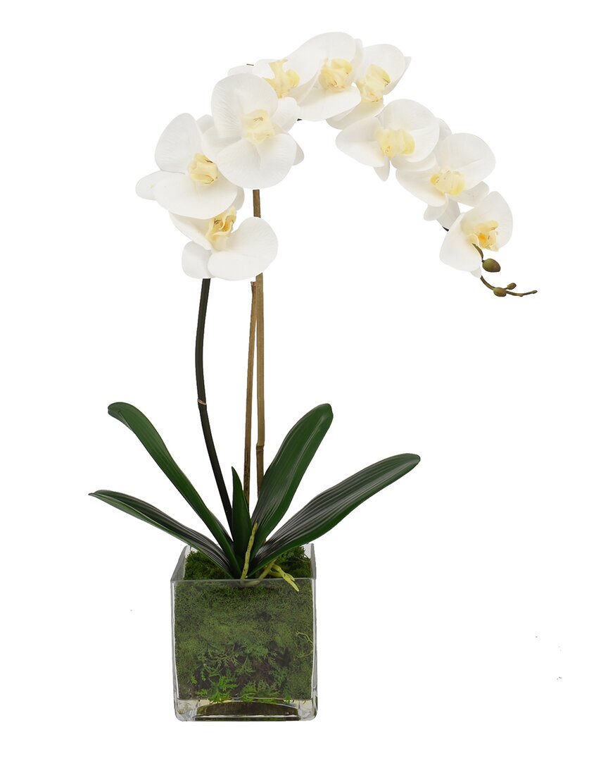 Creative Displays Orchid Arranged In Glass Vase With Moss In White