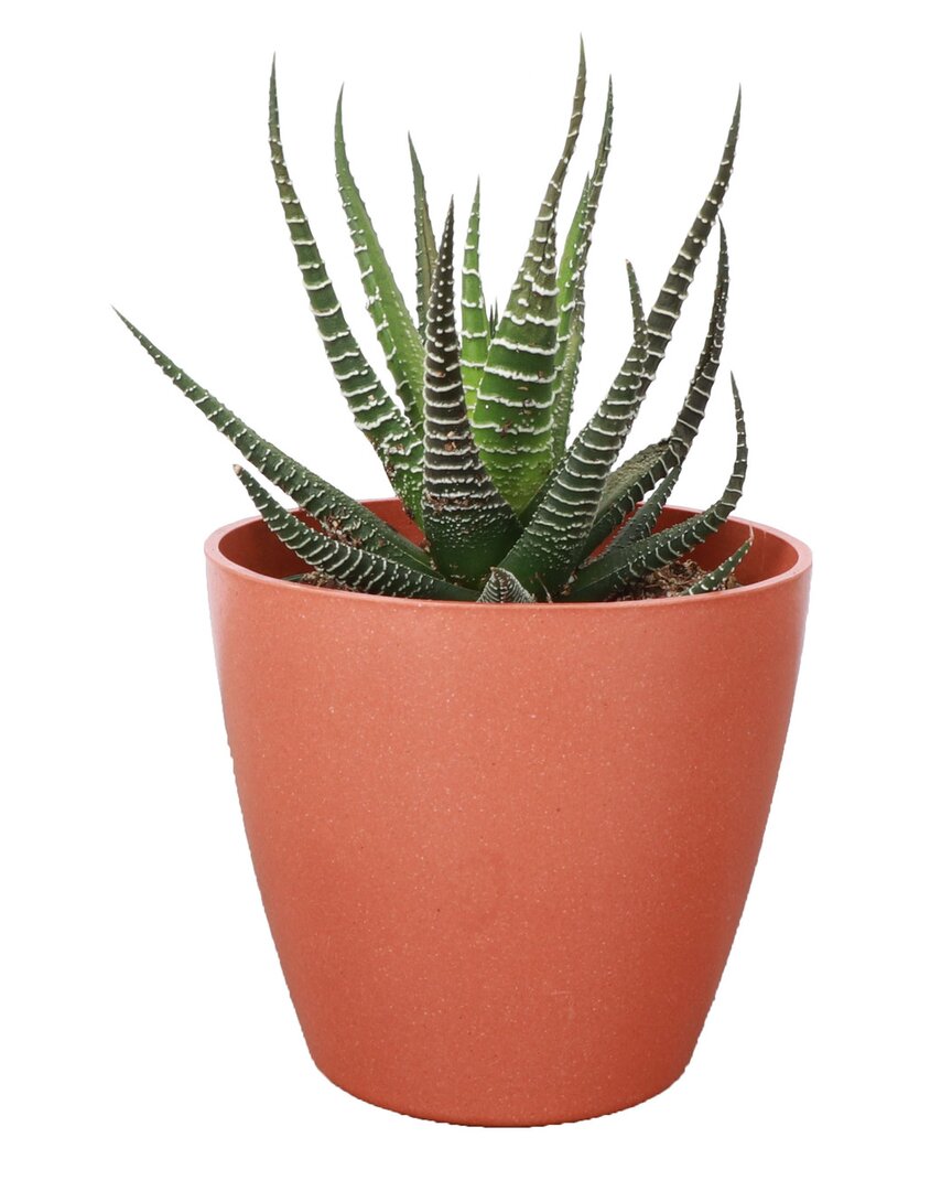 Thorsen's Greenhouse Live Haworthia Plant In Biodegradable Pot In Red