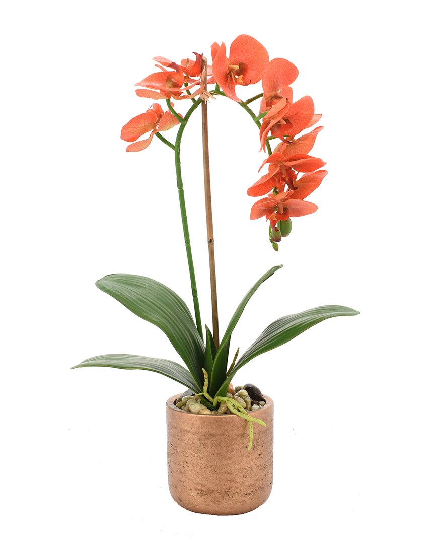 Shop Creative Displays Orchid Arrangement In Pot In Gold