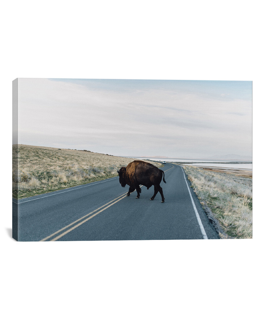 Icanvas Buffalo Bison By Chelsea Victoria Wall Art