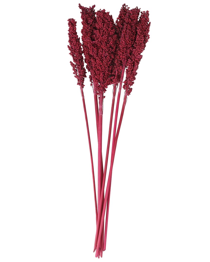 Peyton Lane Corn Maze Dried Plant Natural Foliage With Long Stems In Burgundy