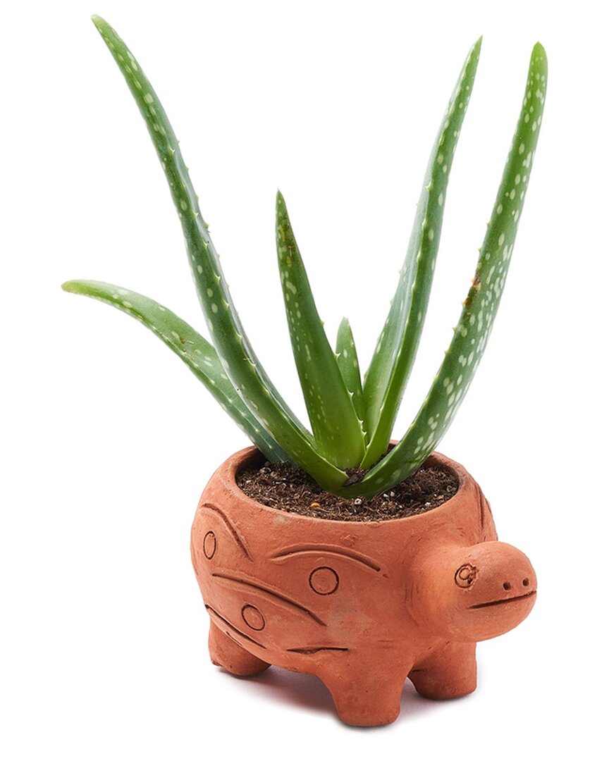 Matr Boomie Rakshana Turtle Plant Pot